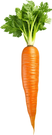 carota